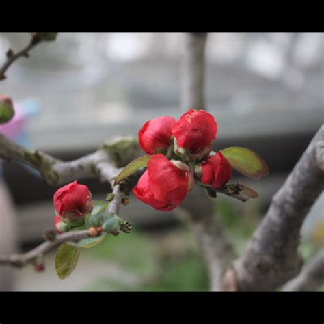 海棠花風水|海棠花風水